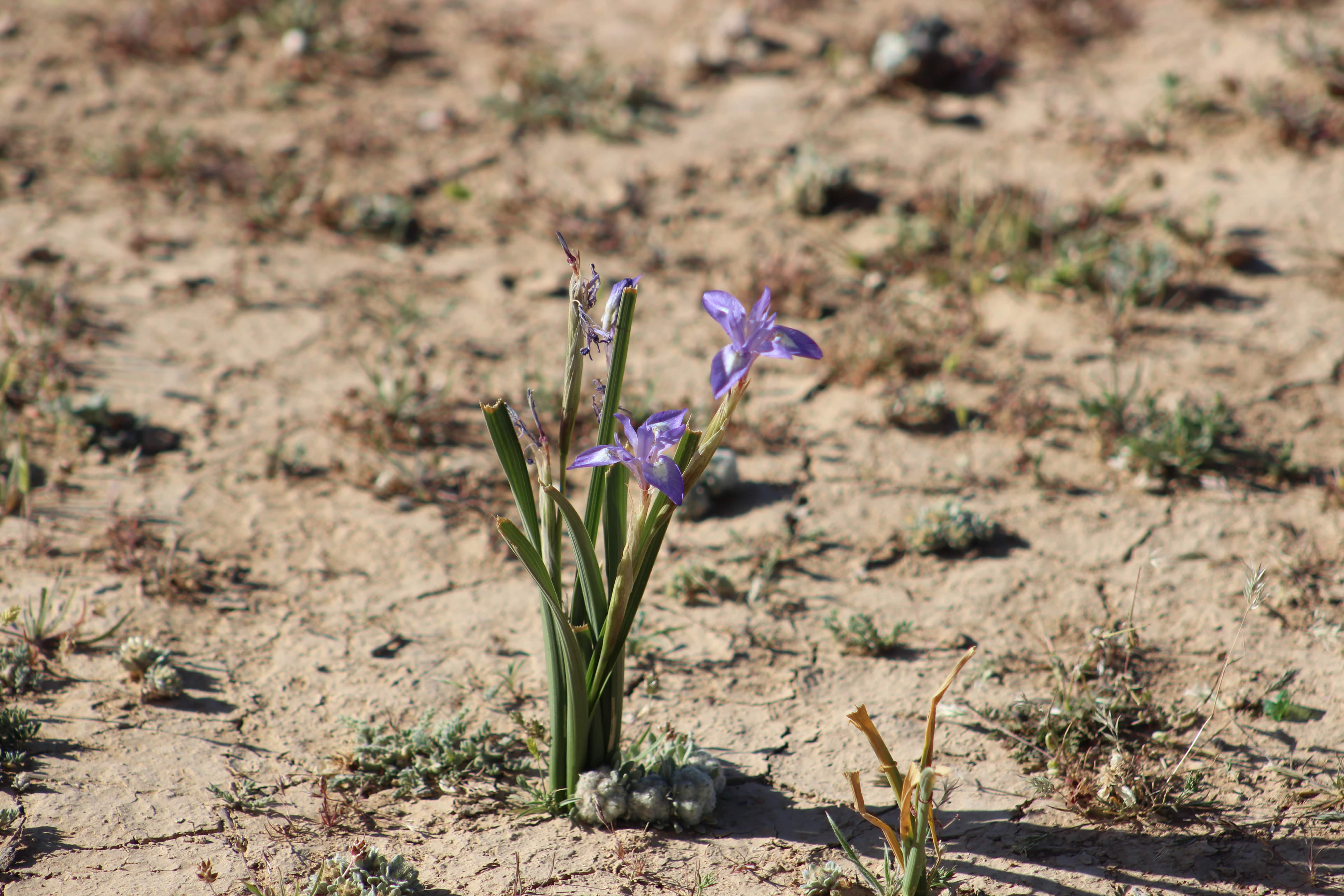 Plant Image
